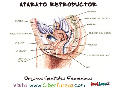 Organos Genitales Femeninos - Aparato Reproductor