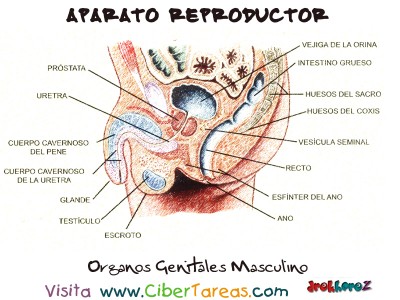 Organos Genitales Masculinos - Aparato Reproductor