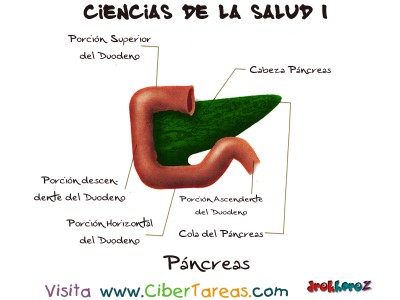 Pancreas - Ciencias de la Salud_1