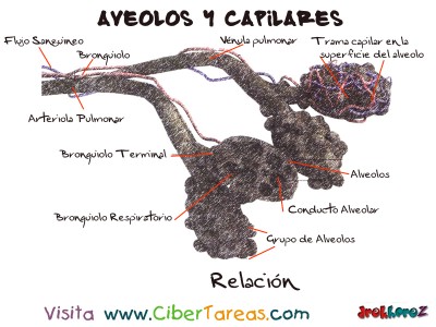 Relacion Aveolos y Capilares Respiratorio - Ciencias de la Salud_1