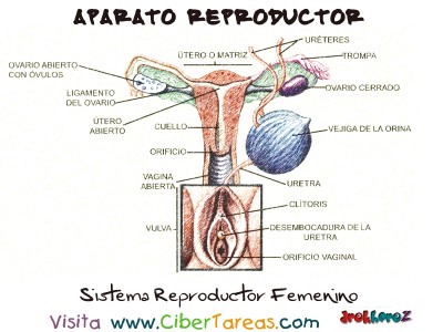 Sistema Reproductor Femenino - Aparato Reproductor