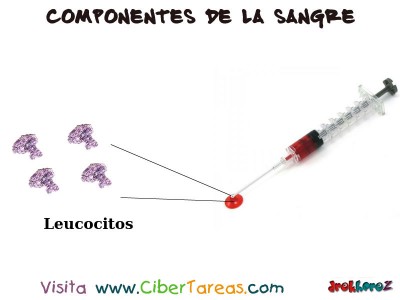 Globulos blancos o Leucocitos en la Sangre - Ciencias de la Salud_1