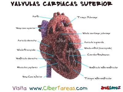 Valvulas cardiacas superior - Ciencias de la Salud_1