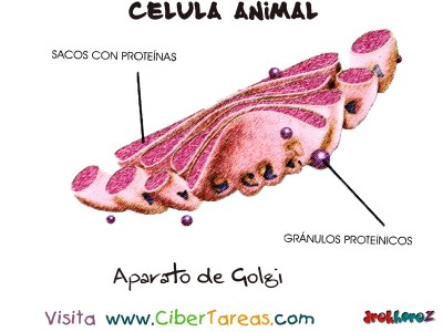 Aparato de Golgi - Célula Animal