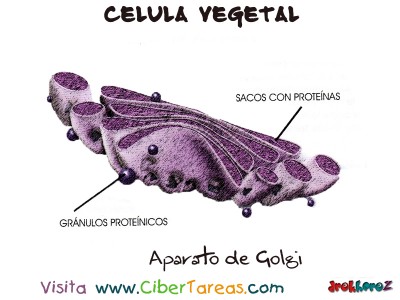 Aparato de Golgi - Celula Vegetal