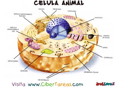 Celula Animal con nombres