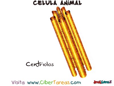 Centriolos - Celula Animal
