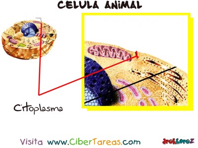 Citoplasma - Celula Vegetal