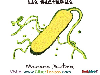 Imagen de Microbios [bacterias] - Las Bacterias