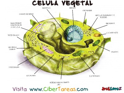 La Celula Vegetal con Nombres
