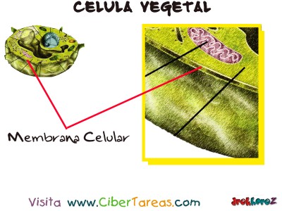 Membrana Celular - Celula Vegetal