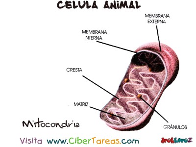 Mitocondria - Celula Animal