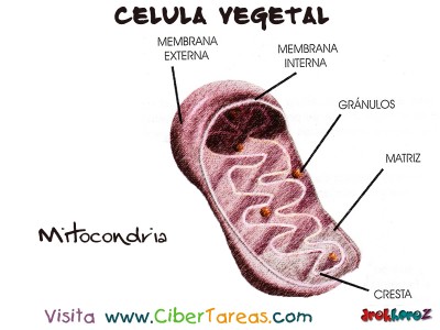Mitocondria - Celula Vegetal