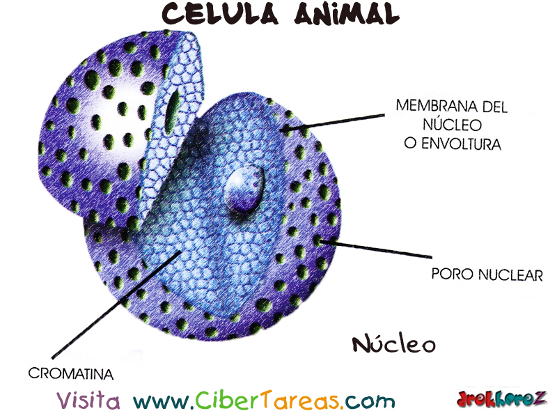 Núcleo – Célula Animal – CiberTareas