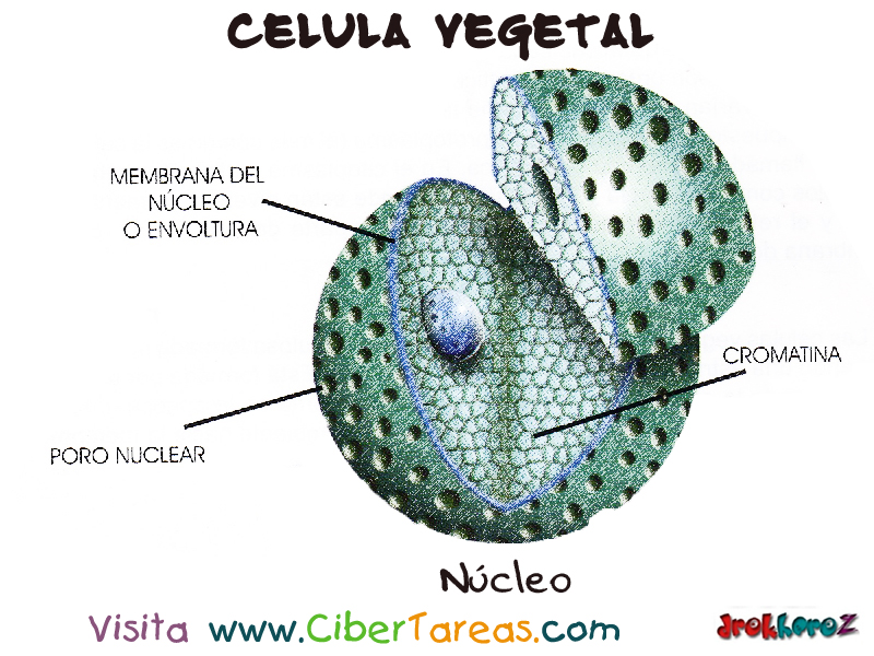 El Núcleo – Célula Vegetal – CiberTareas