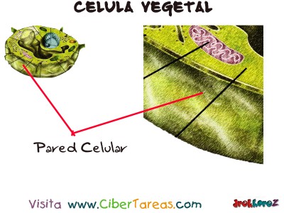 Pared Celular - Celula Vegetal