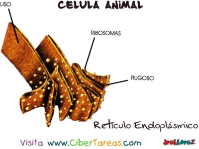 Reticulo Endoplasmico Celula Animal