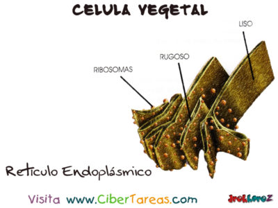 Reticulo Endoplasmico Celula Vegetal