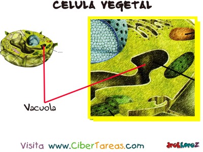 Vacuola - Celula Vegetal