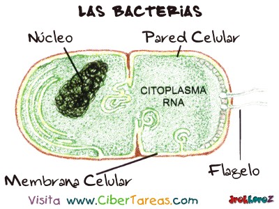 Imagen de las Bacterias