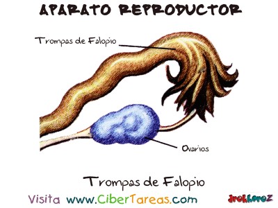 Trompas de Falopio - Aparato Reproductor