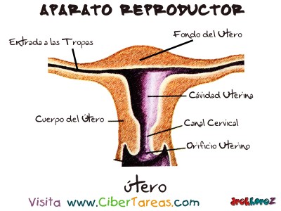 Utero - Aparato Reproductor Femenino