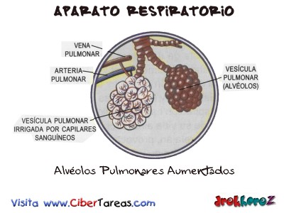 Alveolos Pulmonares Aumentados-Aparato Respiratorio