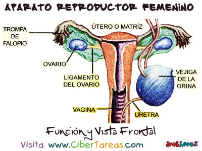 Funcion y Vista Frontal - Aparato Reproductor Femenino
