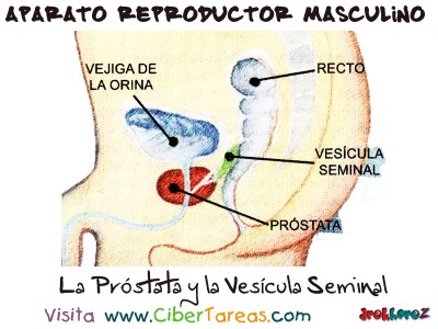 La Prostata y la Vesicula Seminal - Aparato Reproductor Masculino