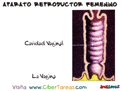 La Vagina  - Aparato Reproductor Femenino