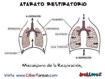 Mecanismo de la Respiracion -Aparato Respiratorio