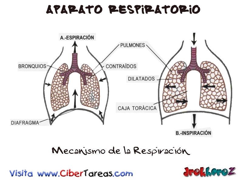 Mecanismo de la Respiracion -Aparato Respiratorio