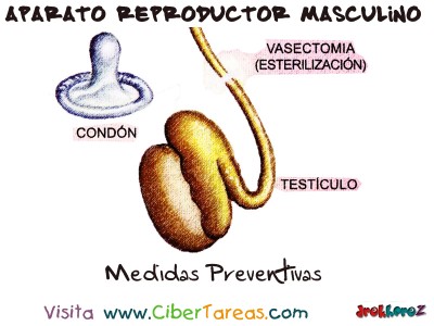 Medidas Preventivas - Aparato Reproductor Masculino