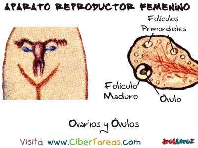Ovarios y Ovulos - Aparato Reproductor Femenino