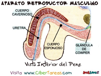 Vista Interior del Pene - Aparato Reproductor Masculino