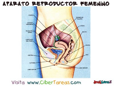 Aparato Reproductor Femenino