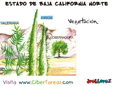 Vegetacion - Estado de Baja California Norte