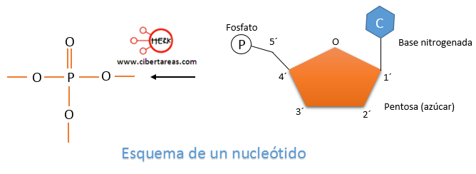 esquema de un nucleotido