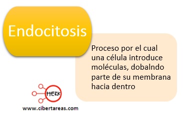 endocitosis
