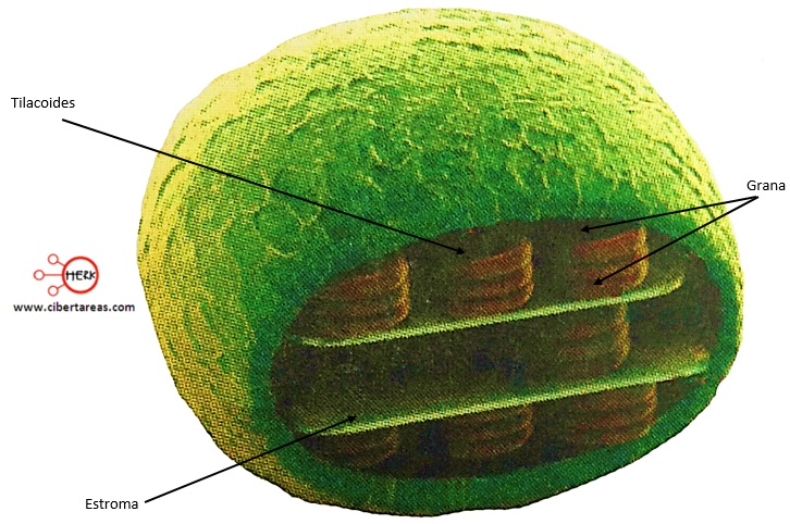 estructura del cloroplasto
