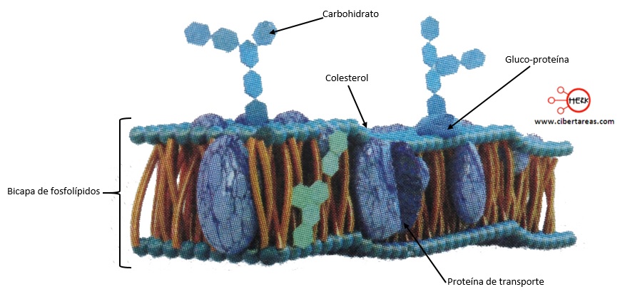 membrana celular partes de la membrana celular
