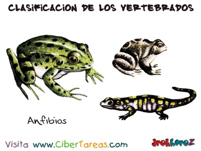 Anfibios - Clasificacion de los Vertebrados