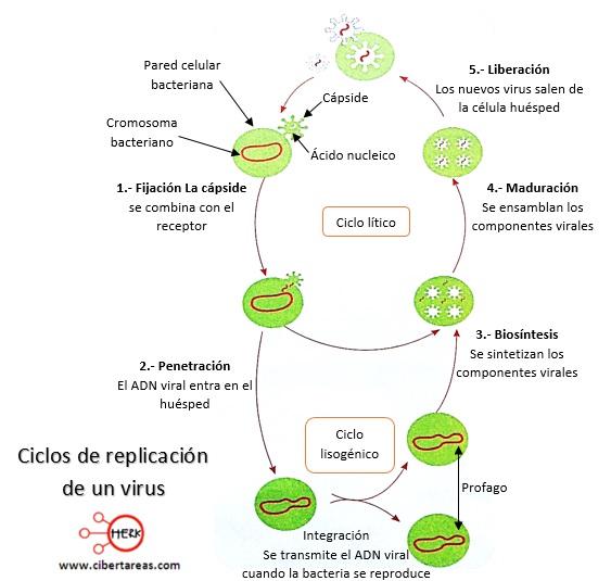 Formas De Replicacion De Un Virus Cibertareas 8339