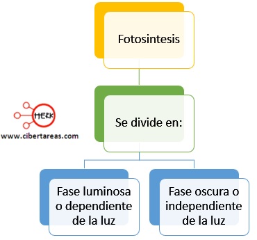 etapas de la fotosintesis
