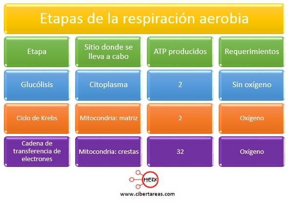 Fases De La Respiracion 1690