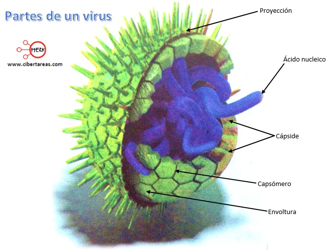 partes de un virus