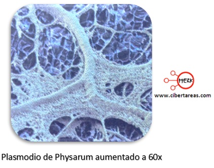 plasmodio de physarum mixomicetos