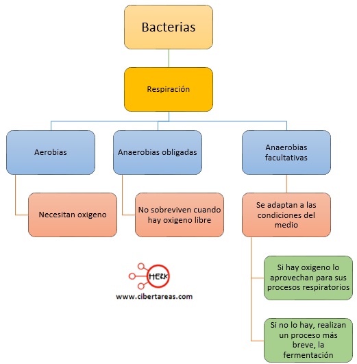 respiracion de las bacterias