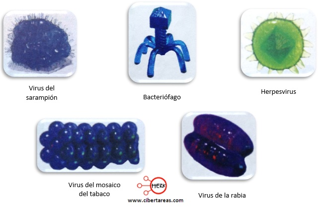 virus sarampion bacteriofago herpesvirus virus del mosaico del tabaco virus de la rabia
