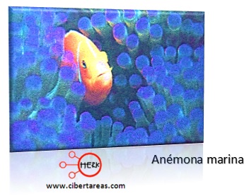 anemona marina reino animalia